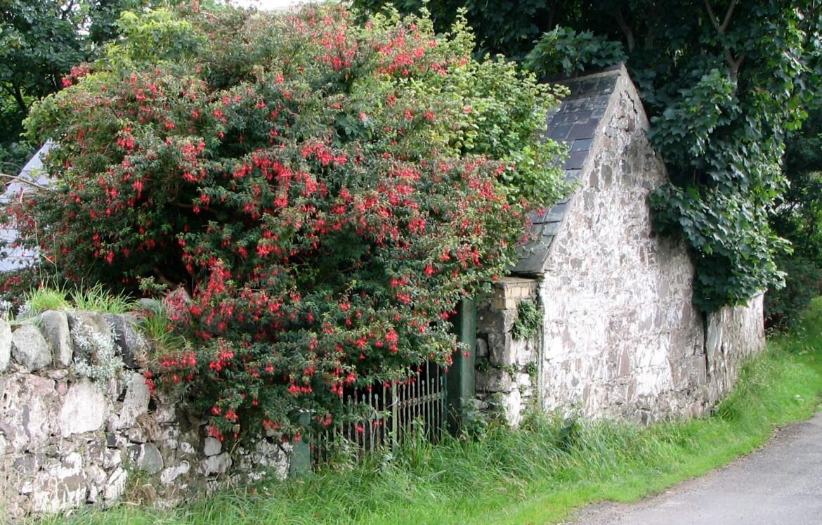 Irish Fuchsia