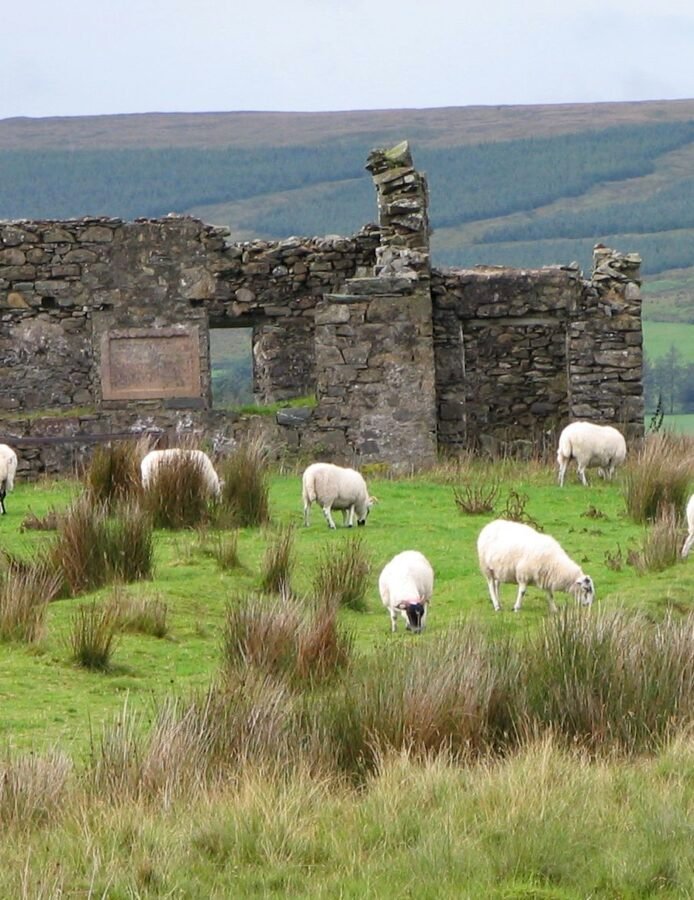 Sheep and Irish countryside