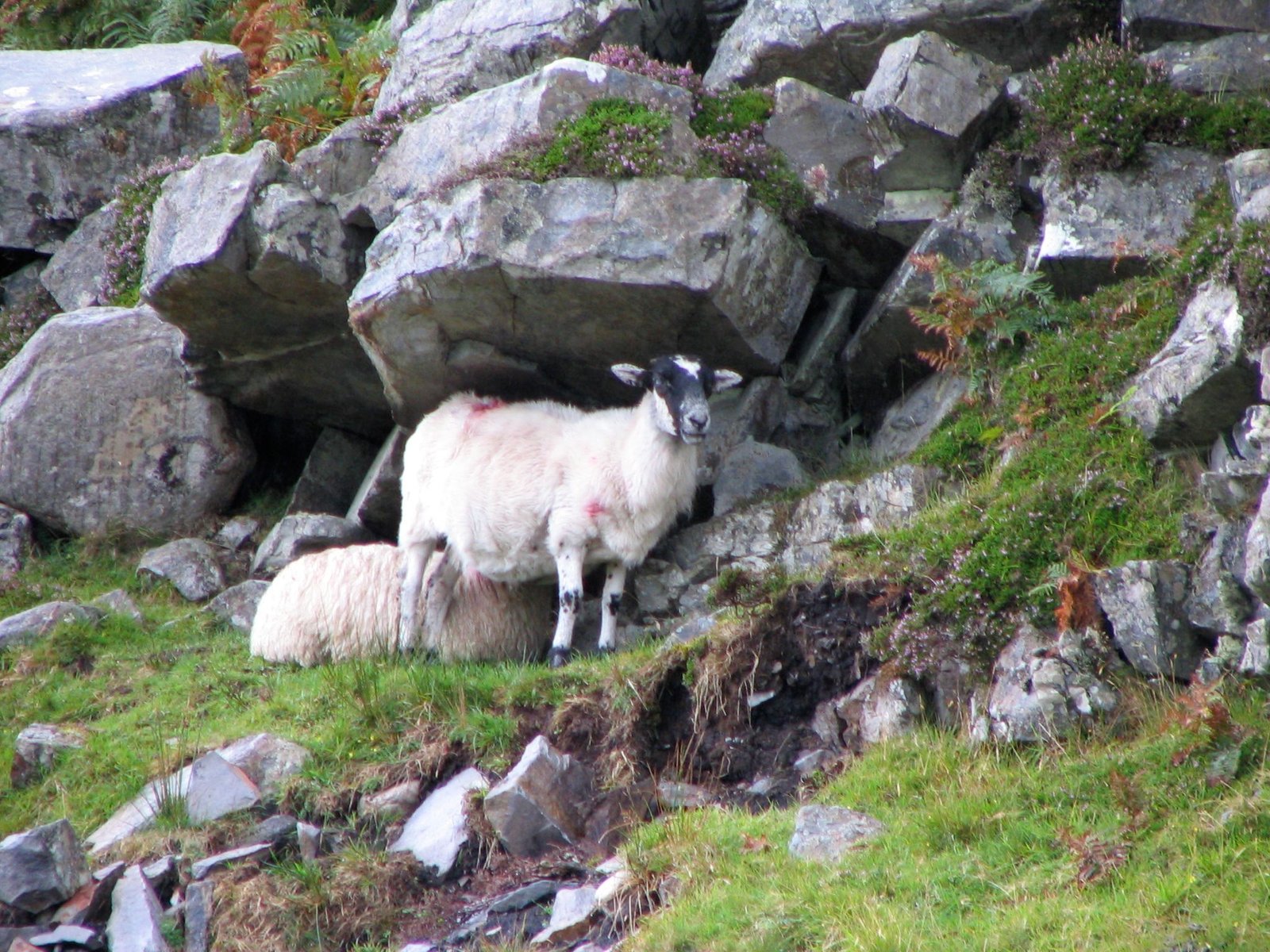 Sheep under every rock