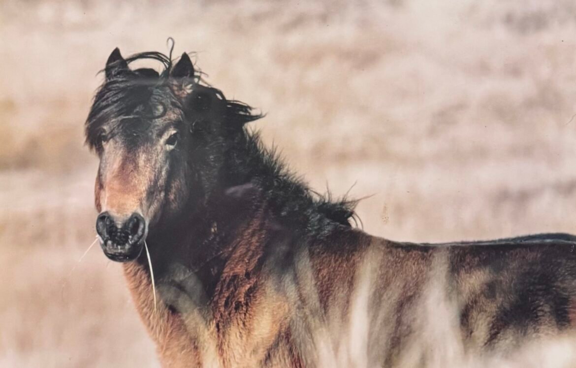 Sable Island Horses
